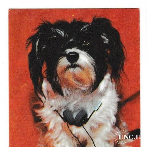 Календарик 1991 Собака, фото, Тасма
