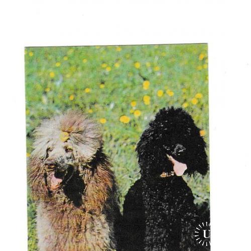 Календарик 1991 Собака, пудель
