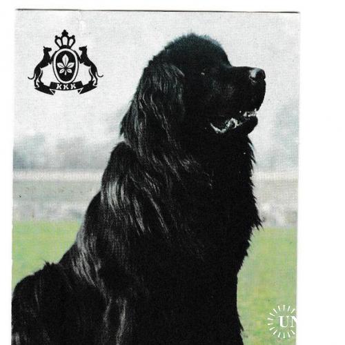 Календарик 1991 Собака
