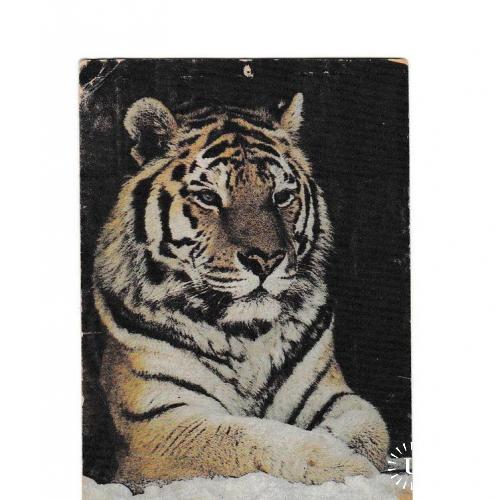 Календарик 1992 Фауна, тигр
