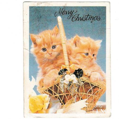 Календарик 1992 Кошки, Merry Christmas
