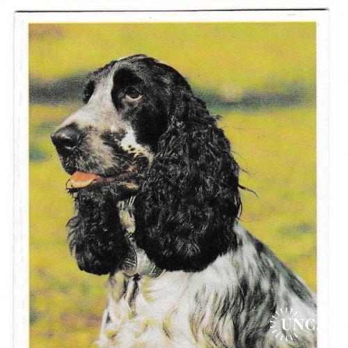 Календарик 1992 Собака, с линейкой, изд. Ульяновская Правда
