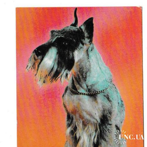 Календарик 1992 Собака
