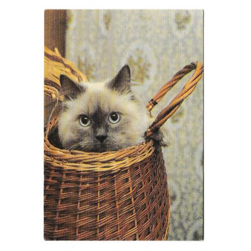 Календарик 1993 Кошка