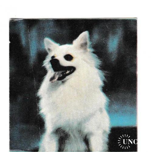 Календарик 1993 Собака, кооператив
