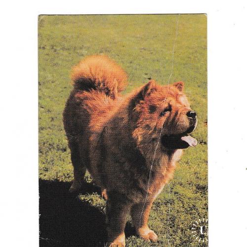 Календарик 1993 Собака
