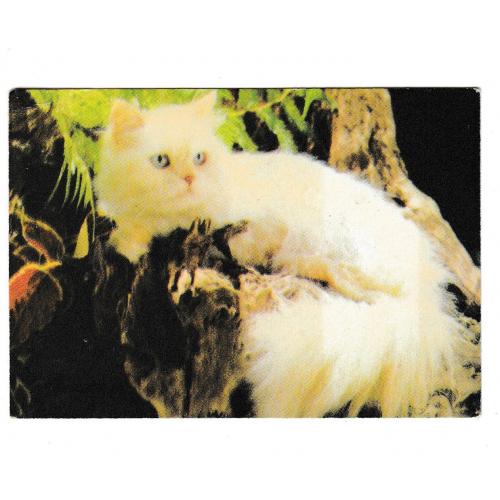 Календарик 1995 Кошка