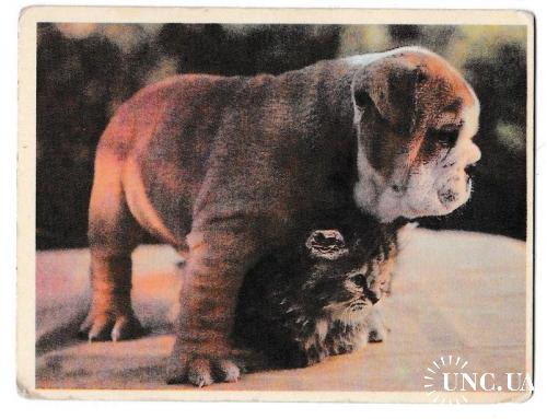 Календарик 1995 Собака, кошка
