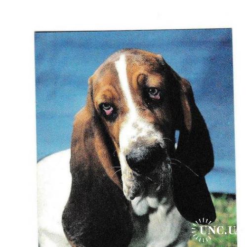 Календарик 1996 Собака
