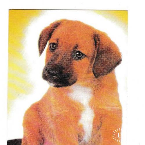 Календарик 1996 Собака
