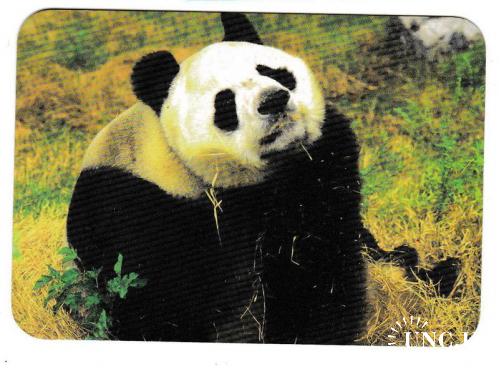 Календарик 1997 Фауна, панда
