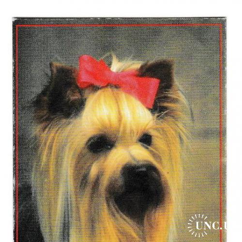 Календарик 1998 Собака
