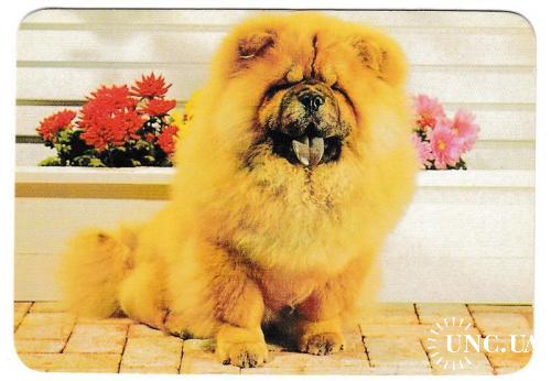 Календарик 1999 Собака
