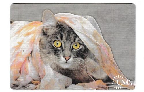 Календарик 2000 Кошка, Мэйн Кун, №8 из серии Кошки Мира
