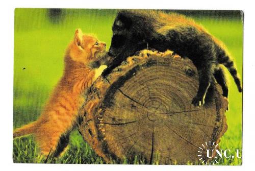 Календарик 2006 Кошка, барсук
