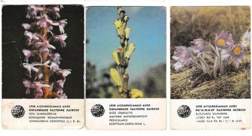 Календарики 1981 Флора, растения, Латвия
