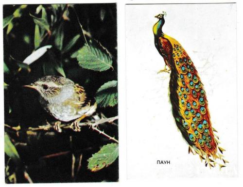 Календарики 1984 Фауна, птицы, Болгария
