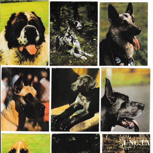 Календарики 1988 Собаки
