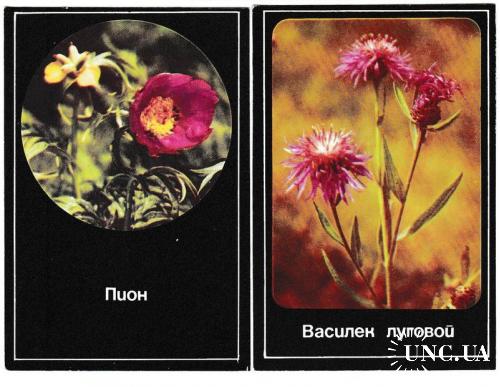Календарики 1989 Флора, цветы, Общество охраны природы
