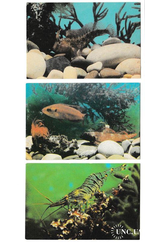 Календарики 1990 Фауна, аквариум, рыбки
