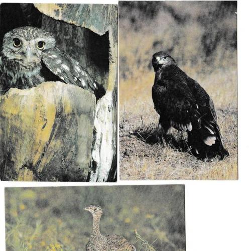 Календарики 1990 Фауна, птицы

