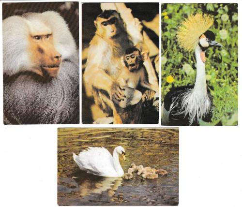 Календарики 1990 Николаевский Зоопарк, животные
