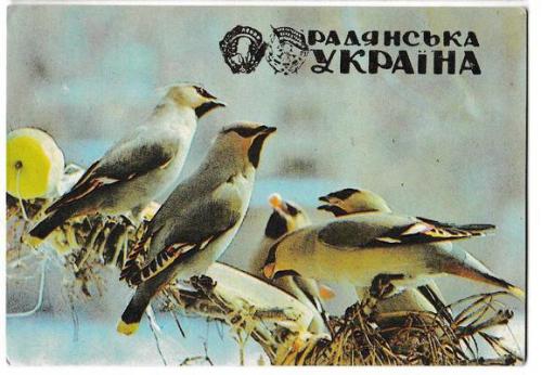Календарик 1990 Пресса, газета Радянська Україна, птицы