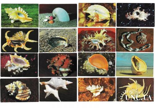 Календарики 1990 Ракушки, моллюски
