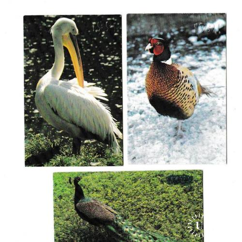 Календарики 1991 Фауна, птицы
