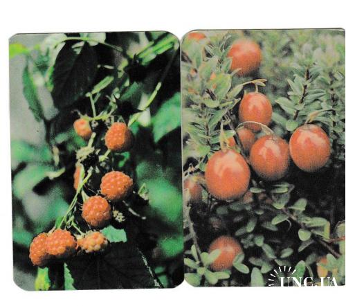 Календарики 1991 Флора, ягоды, Беларусь

