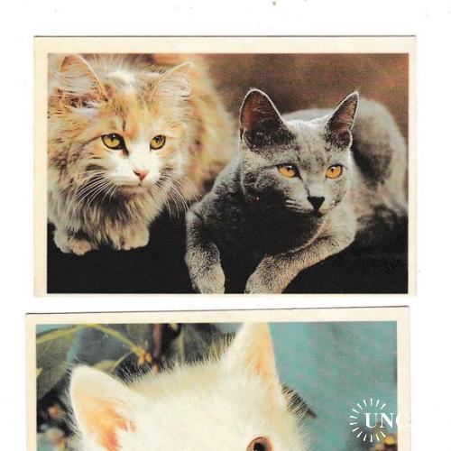 Календарики 1991 Кошки
