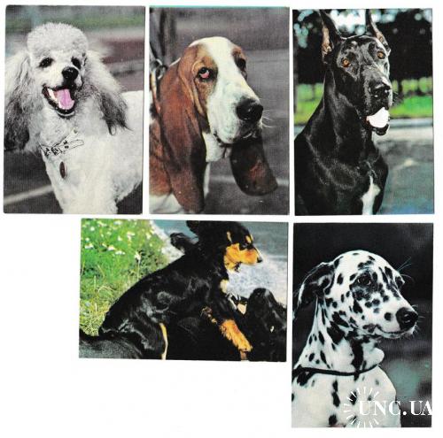 Календарики 1991 Собаки, Общество любителей природы и охраны животных
