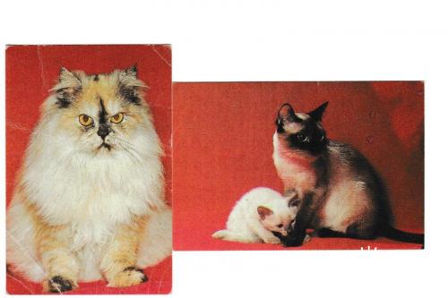Календарики 1992 Кошки
