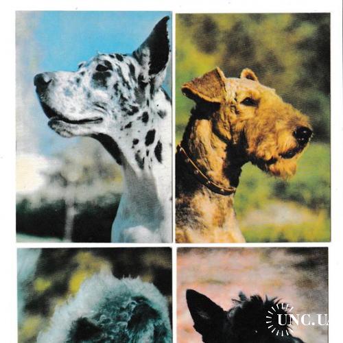 Календарики 1992 Собаки
