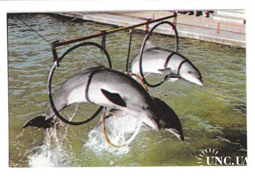 Календарики 1993 Фауна, дельфины
