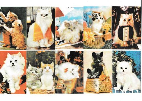 Календарики 1993 Кошки, Молдова, Приднестровье, РАРИТЕТ
