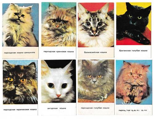Календарики 1993 Кошки, породы, животные
