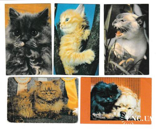 Календарики 1993 Кошки
