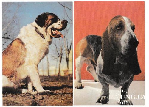 Календарики 1993 Собаки, страхование
