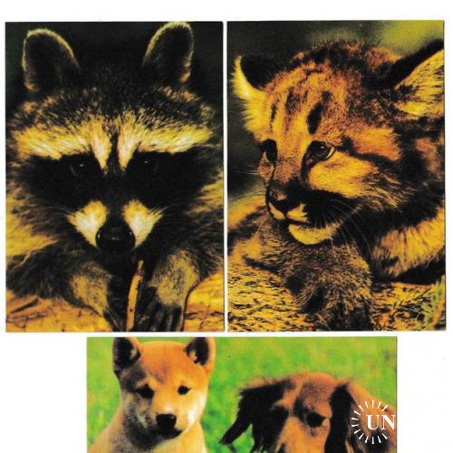 Календарики 1995 Фауна, животные
