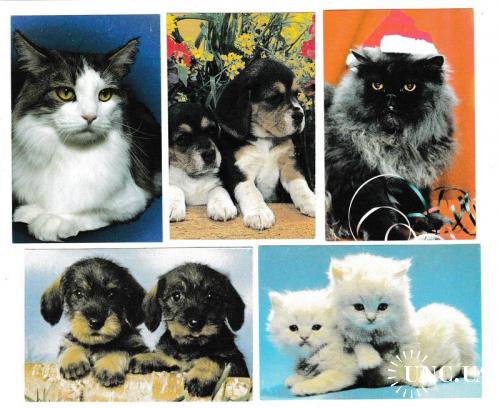 Календарики 1996 Кошки, собаки
