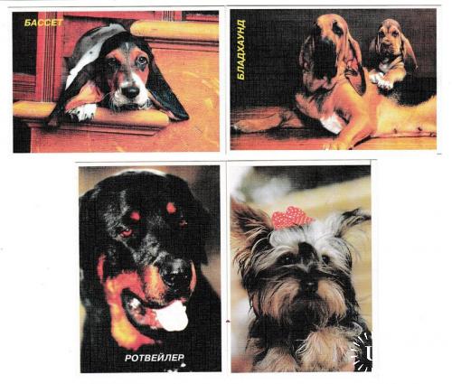 Календарики 1997 Собаки
