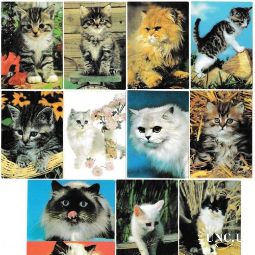 Календарики 1998 Кошки
