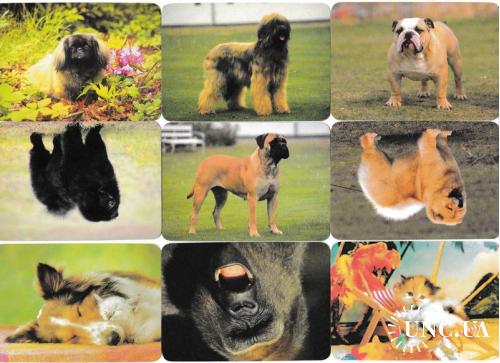 Календарики 1999 Фауна, животные, кошки, собаки, обезьяна
