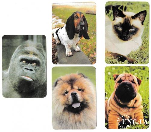 Календарики 1999 Фауна, животные, кошки, собаки, обезьяна
