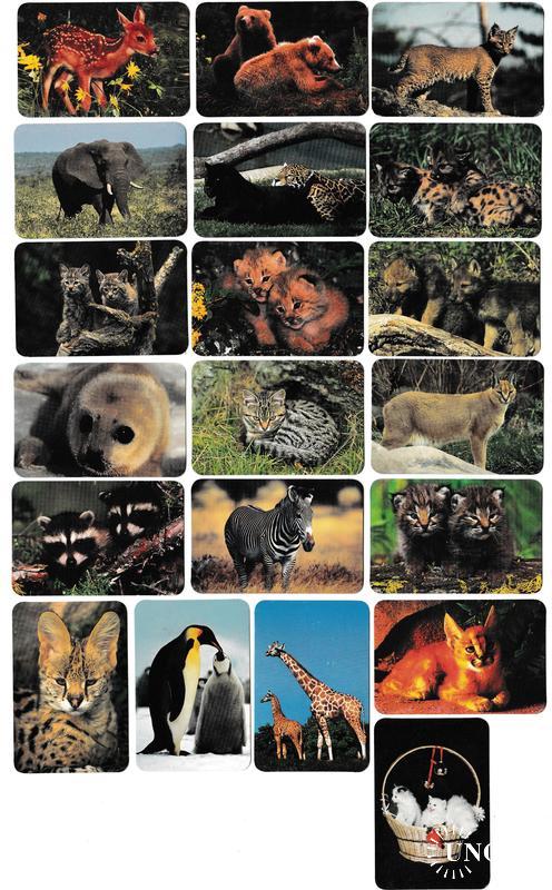 Календарики 1999 Фауна, животные
