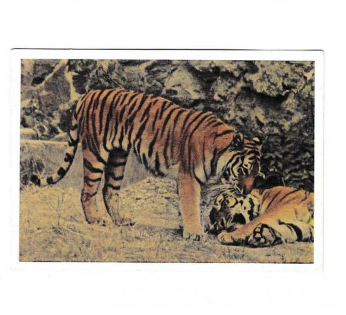 Открытка 1963 Фауна, Московский зоопарк, Уссурийские тигры
