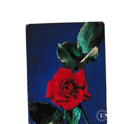 Открытка 1967 Цветы, Красная Роза
