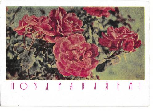 Открытка 1967 Поздравляем!, цветы, п/п
