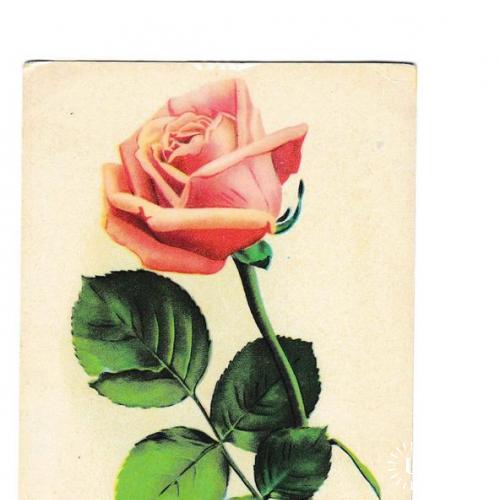 Открытка 1969 Цветы, Роза, Эстония, Союзпечать Филателия
